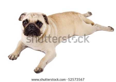 picture of a pouting pug, isolated on white