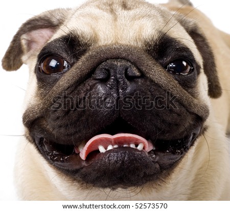 closeup picture of a pug's face looking at the camera