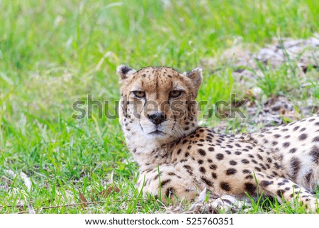 Deep stare from a Cheetah lying in the grass.