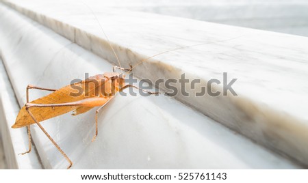 brown grasshopper on floor, Closeup of one little wild animal insect family of grasshopper brown color standing on ground sunny day outdoor on grey background, horizontal picture