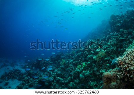 Tropical fishes on a beautiful coral garden in Red Sea