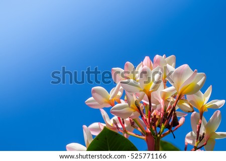 mix colorful plumeria on tree with blue sky background