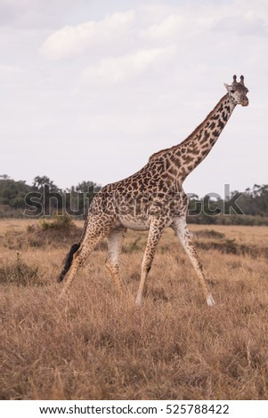 Giraffes in masai mara in kenya africa