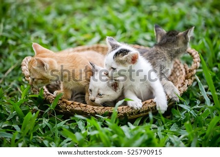 Cute kittens waking from sleep in a basket on grass.