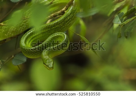 Bamboo snake  close up in the nature.