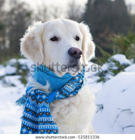 Adorable golden retriever dog wearing blue scarf sitting on snow. Winter in park. Square, selective focus.
