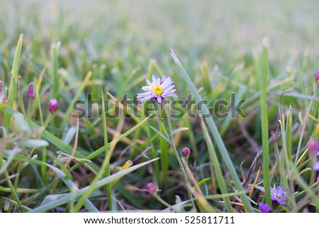 One chamomile flower on wide field under midday sun
