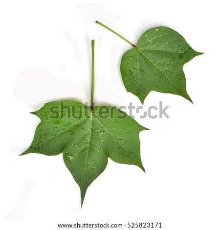 Cotton  leaf on white background Royalty-Free Stock Photo #525823171