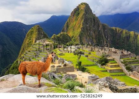Llama standing at Machu Picchu overlook in Peru. In 2007 Machu Picchu was voted one of the New Seven Wonders of the World. Royalty-Free Stock Photo #525826249