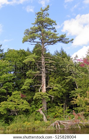 Magestic White Pine on the Lake shore of Mirror Lake in Porcupine Mountains State Park in Michigan