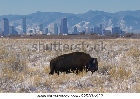 Rocky Mountain Arsenal National Wildlife Refuge near Denver, Colorado - bison with Denver skyline in background