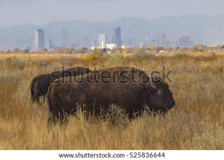 Rocky Mountain Arsenal National Wildlife Refuge near Denver, Colorado - bison with Denver skyline in background