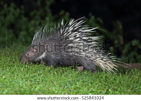 Malayan porcupine, Himalayan porcupine, Large porcupine,Hystrix brachyura