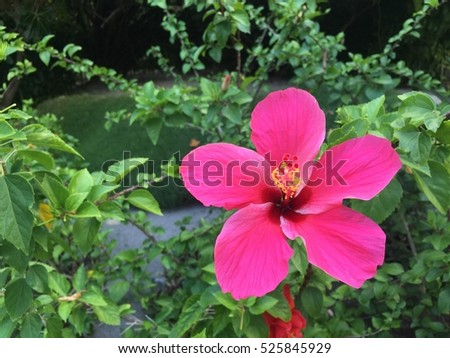 Red Hibiscus Flower at Maldives 