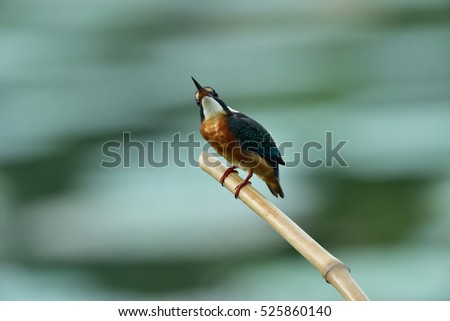 Wild life/Bird/Blue-eared Kingfisher