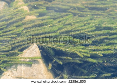 Stones and green algae in the clear water