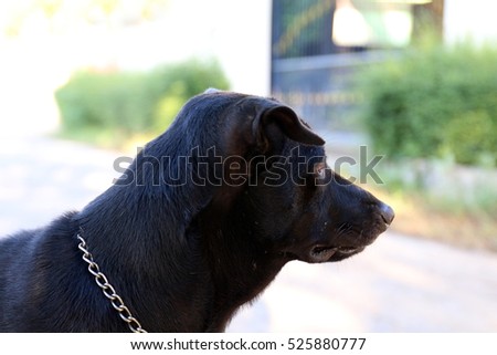 Dog black, dog head close, Dog watchdog, dog black portrait picture.