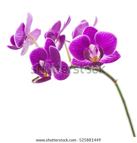 Very Rare Purple Orchid Isolated on White Background. Selective Focus Royalty-Free Stock Photo #525881449