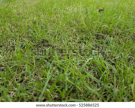 Green grass texture backdrop