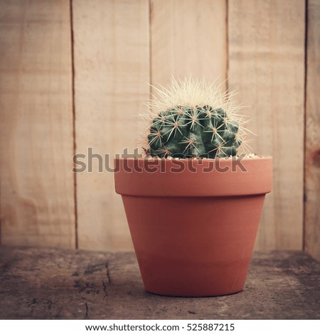 Cactus plant in flowerpot ,Houseplant Concept - vintage effect style pictures.
