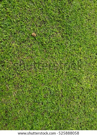 Green grass texture backdrop