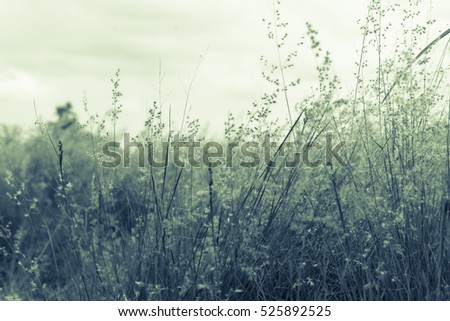 Abstract, Beautiful field grass flower in winter on background texture with vintage color tone
