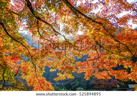red yellow orange japanese maple leaves on soft blurred green background