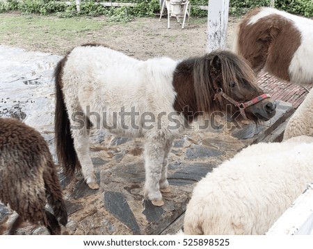 Mini Dwarf Horse in a pasture at a sheep farm.