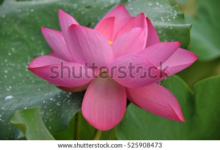  Blossom pink lotus flower in pond