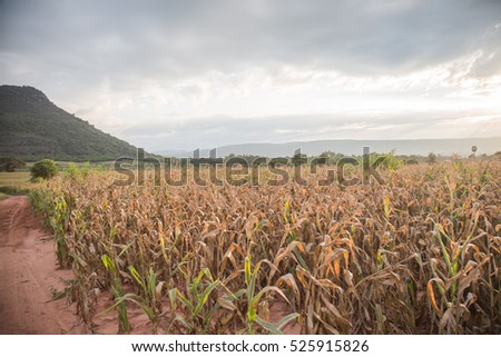 Green mountain with a corn farm.