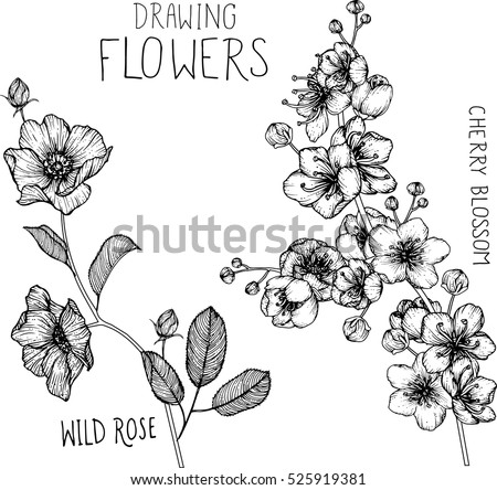 drawing flowers. Wild roses and cherry blossom clip-art or illustration.