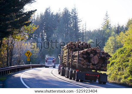 Huge powerful big rig semi truck with two flat bed trailers transporting a bunch of large logs destined for processing to the boards, on a winding forest road with trees and traffic signs in sunlight.
