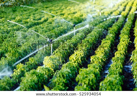 Irrigation system in function watering agricultural plants Royalty-Free Stock Photo #525934054