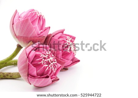 Pink Lotus on White Background