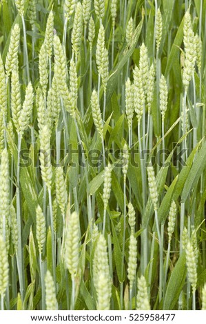 a cultivated field of wheat