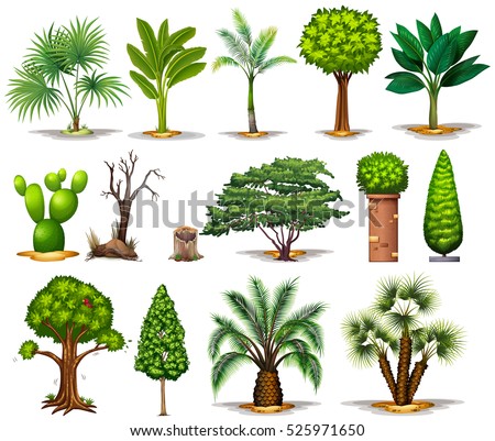 Different types of trees illustration