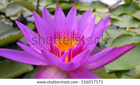 morning Lotus