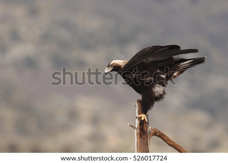 Spanish imperial eagle - Hunting eagle