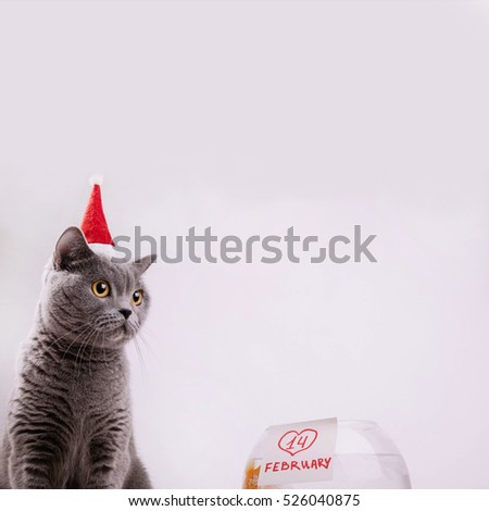 Grey British Shorthair cat stands before aquarium with lettering '14 february'
