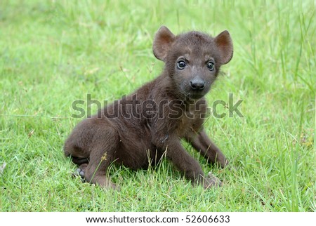 baby spotted hyena