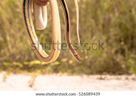 snake in natural habitats