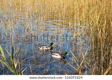 two male mallard ducks in the reed of a lake