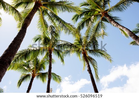 Palm trees in Hawaii.