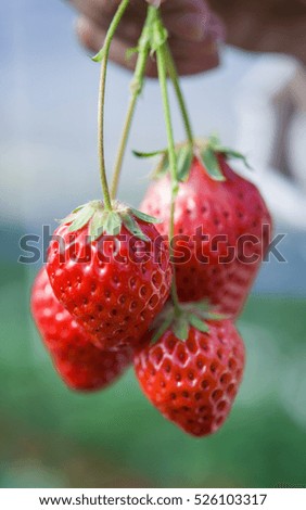 Pick your own strawberries background 