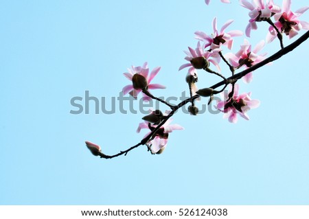 Branch of pink magnolia flowers with blue sky. Blue sky space for design. 