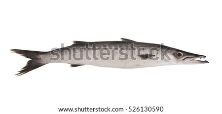 Big barracuda fish isolated on white background Royalty-Free Stock Photo #526130590