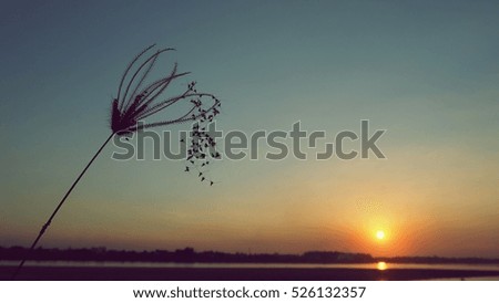 Close up silhouette bush of grass plants in Mekong river bank in evening sunset twilight, dark dramatic vintage landscape background
