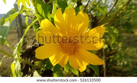 a  winter  morning sunflower 