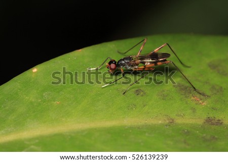 macro picture of small insect on green leaf with dark background 