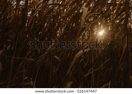 The sun among the reeds 